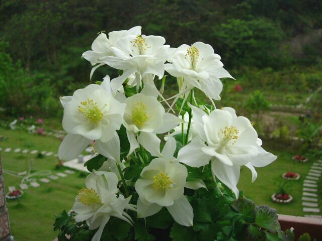 按此在新視窗瀏覽圖片