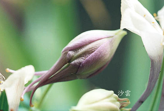 按此在新視窗瀏覽圖片