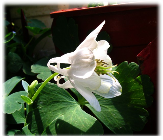 按此在新視窗瀏覽圖片