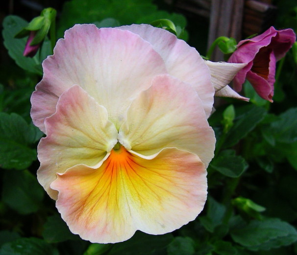 按此在新視窗瀏覽圖片