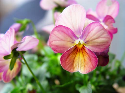 按此在新視窗瀏覽圖片