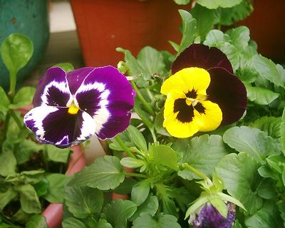 按此在新視窗瀏覽圖片