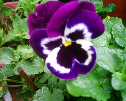 按此在新視窗瀏覽圖片