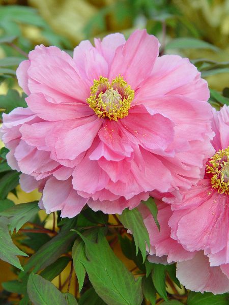 按此在新視窗瀏覽圖片