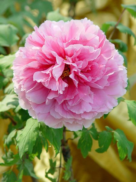 按此在新視窗瀏覽圖片