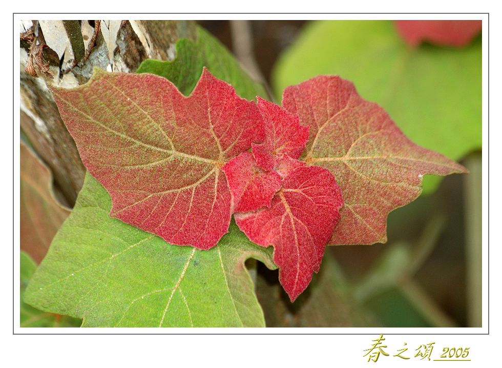 按此在新視窗瀏覽圖片