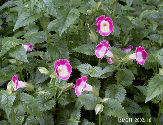 按此在新視窗瀏覽圖片