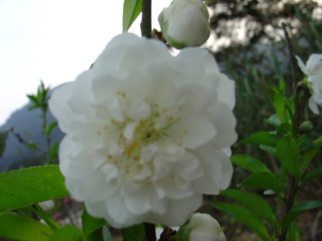 按此在新視窗瀏覽圖片