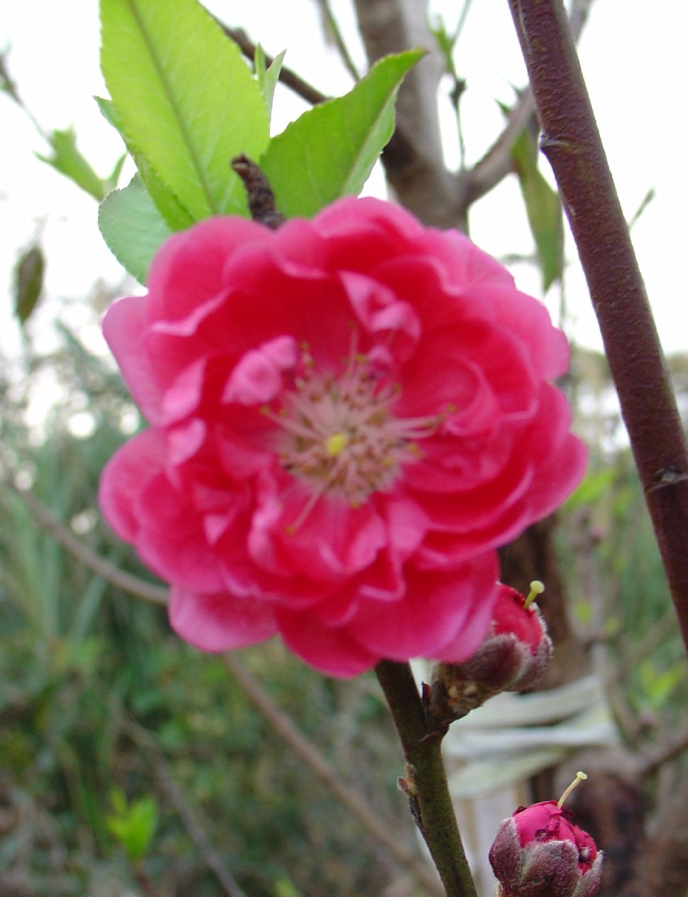 按此在新視窗瀏覽圖片