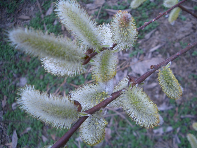按此在新視窗瀏覽圖片