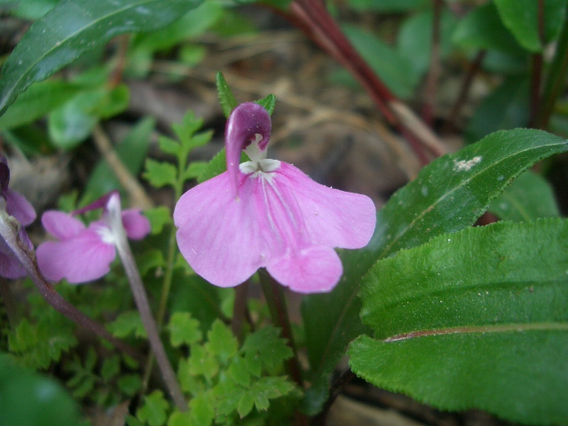 按此在新視窗瀏覽圖片