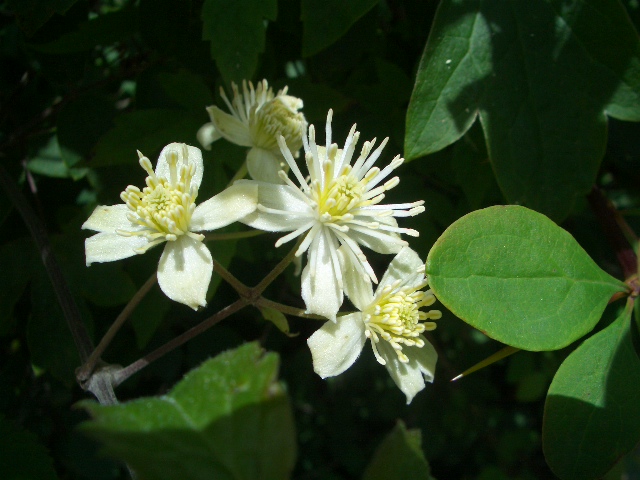 按此在新視窗瀏覽圖片
