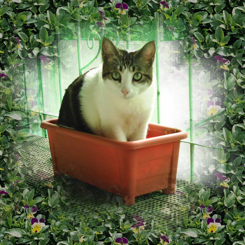 按此在新視窗瀏覽圖片