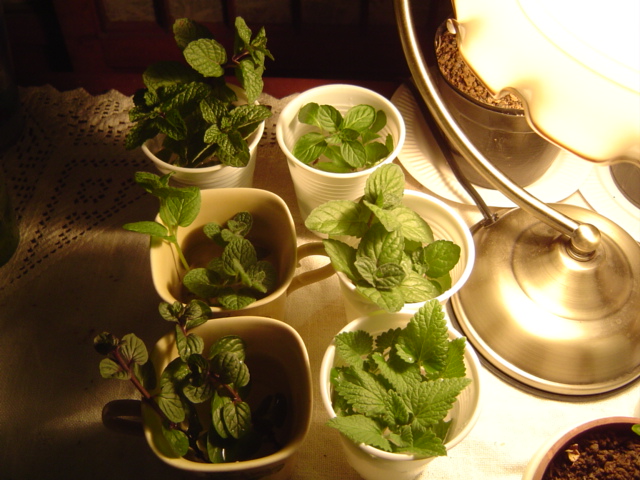 «ö¦¹¦b·sµøµ¡ÂsÄý¹Ï¤ù