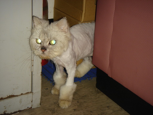 «ö¦¹¦b·sµøµ¡ÂsÄý¹Ï¤ù