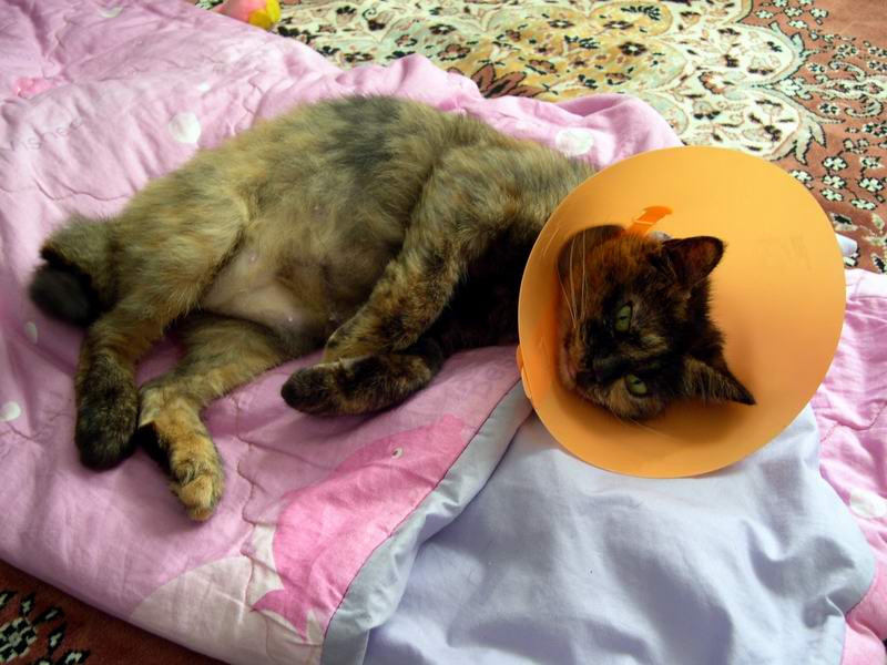 «ö¦¹¦b·sµøµ¡ÂsÄý¹Ï¤ù