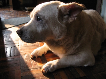 按此在新視窗瀏覽圖片