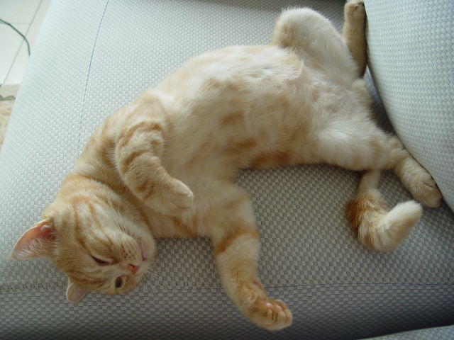 按此在新視窗瀏覽圖片