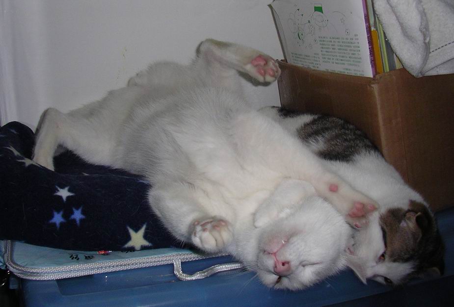 按此在新視窗瀏覽圖片