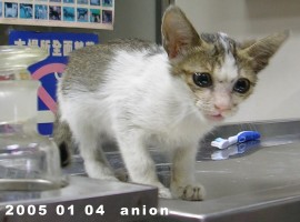 按此在新視窗瀏覽圖片