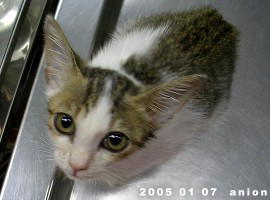 按此在新視窗瀏覽圖片