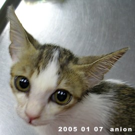 按此在新視窗瀏覽圖片