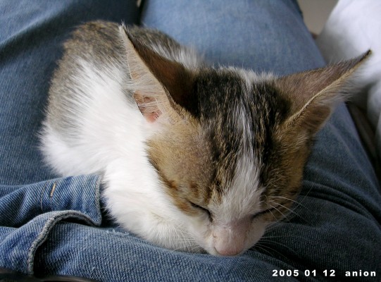 按此在新視窗瀏覽圖片