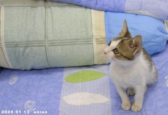 按此在新視窗瀏覽圖片