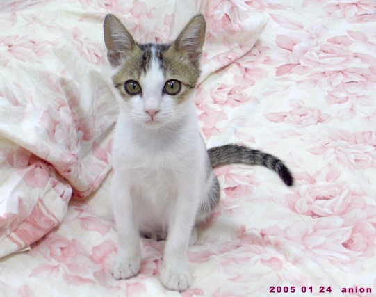 按此在新視窗瀏覽圖片