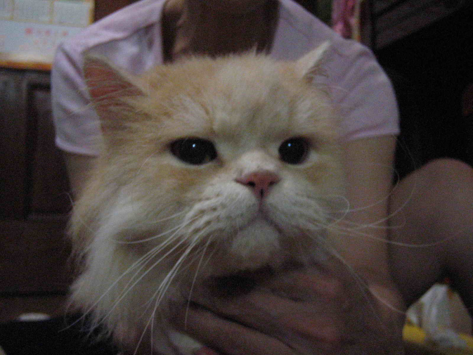 按此在新視窗瀏覽圖片