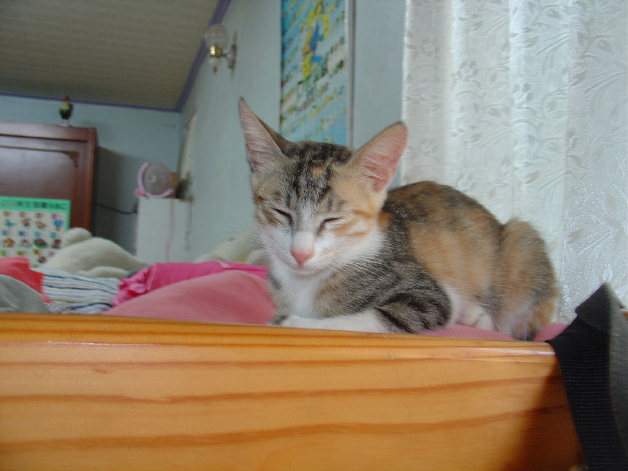 按此在新視窗瀏覽圖片