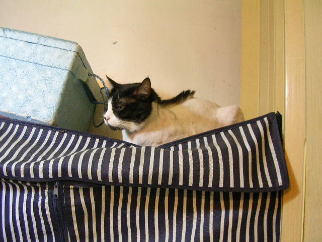 «ö¦¹¦b·sµøµ¡ÂsÄý¹Ï¤ù