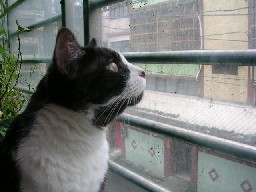 «ö¦¹¦b·sµøµ¡ÂsÄý¹Ï¤ù