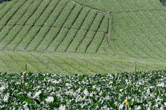 按此在新視窗瀏覽圖片