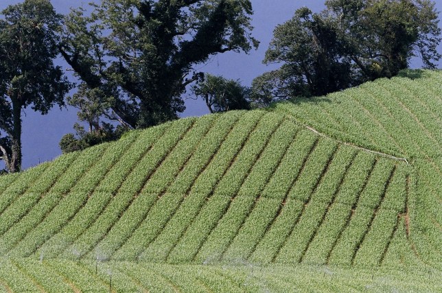 按此在新視窗瀏覽圖片