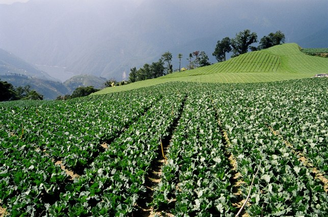 按此在新視窗瀏覽圖片