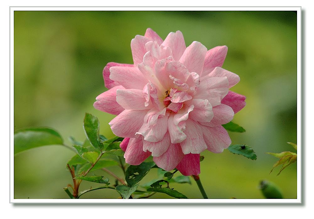 按此在新視窗瀏覽圖片