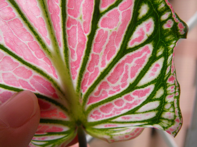 按此在新視窗瀏覽圖片