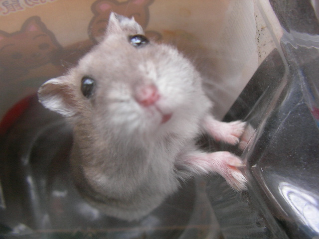 按此在新視窗瀏覽圖片