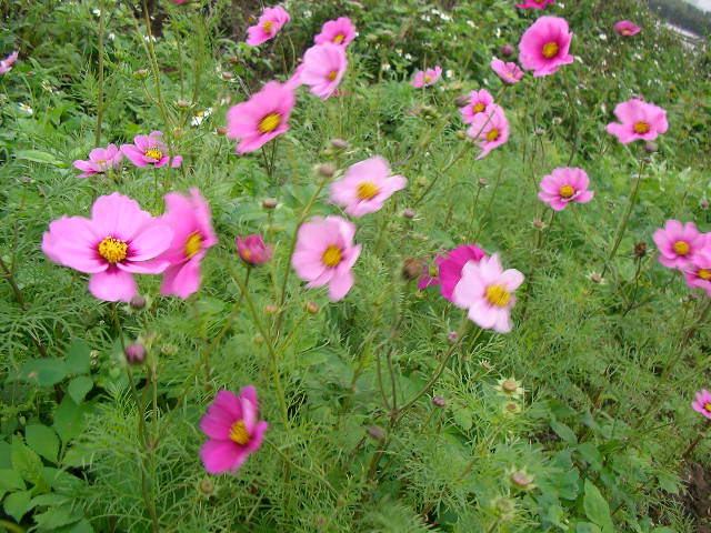 按此在新視窗瀏覽圖片