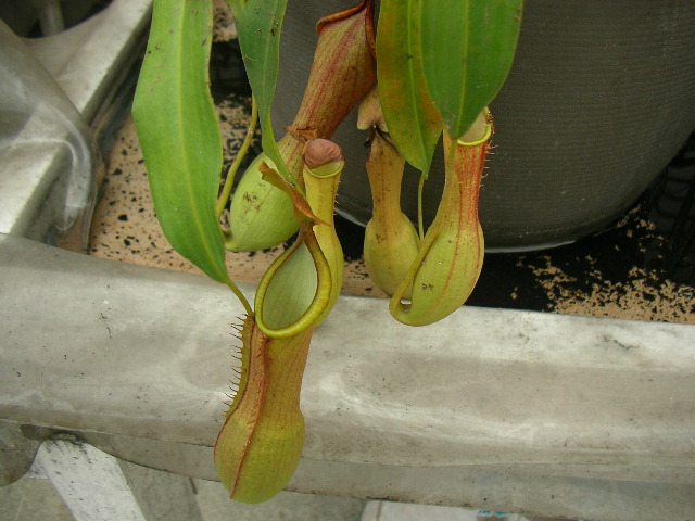 按此在新視窗瀏覽圖片