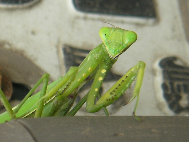 按此在新視窗瀏覽圖片