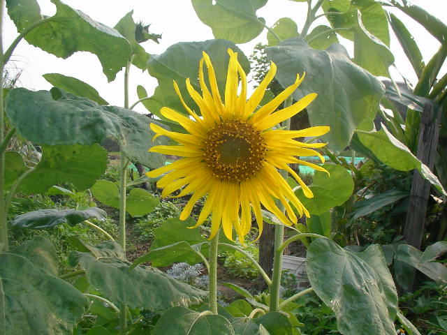 按此在新視窗瀏覽圖片