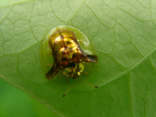 按此在新視窗瀏覽圖片