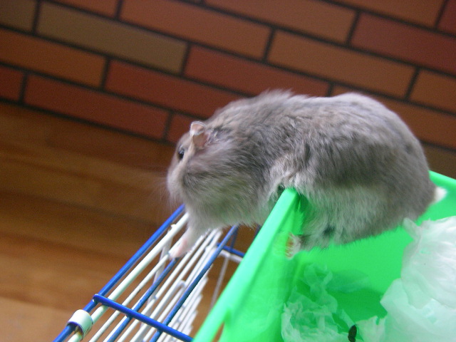 按此在新視窗瀏覽圖片