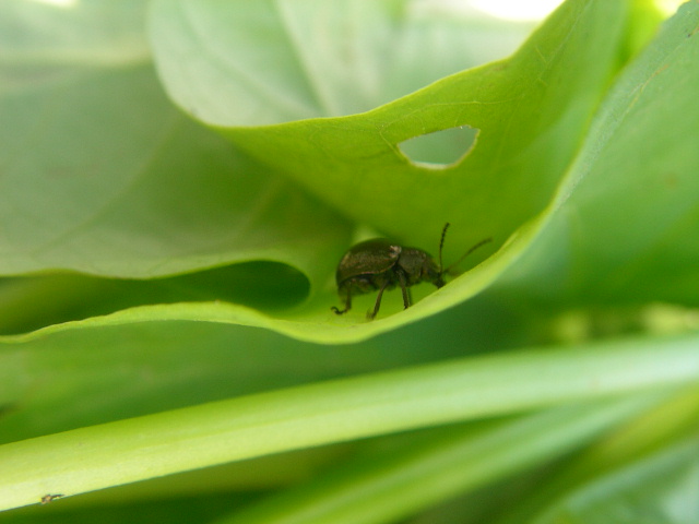 按此在新視窗瀏覽圖片