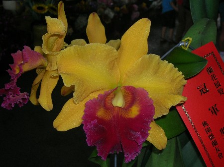 按此在新視窗瀏覽圖片