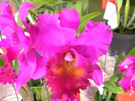 按此在新視窗瀏覽圖片