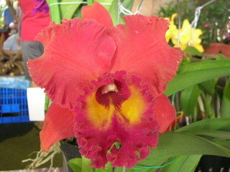 按此在新視窗瀏覽圖片