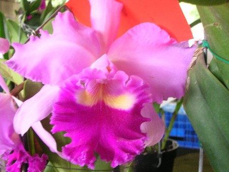 按此在新視窗瀏覽圖片